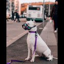 Повідець водовідштовхувальний Collar Evolutor, Ширина 25 мм, Довжина 210 см, Фіолетовий, Міцний повідець для собак