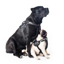Шлейка для собак Collar Police No1 (В:35-45 см) з ліхтариком Червона шлея для собак, Нейлонова шлейка для собак